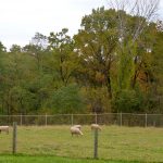 sheep at pasture