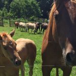 adult horse and foal