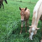 mother and baby horse