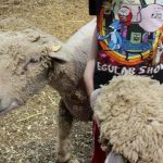 children feeding the sheep