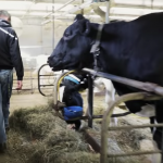 Cow Picture from the video