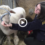 screenshot showing student with lamb at PA Farm Show